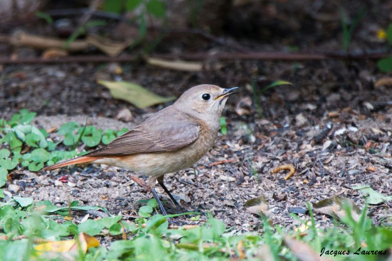 Rougequeue noir F.jpg